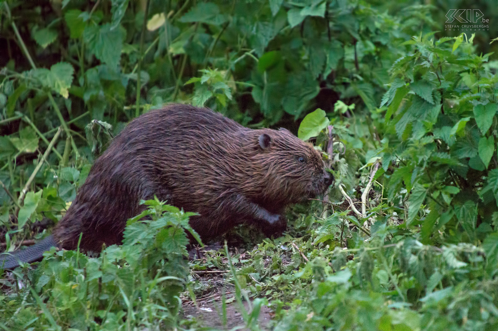 Stadsbevers van Leuven In juni had een beverfamilie van 4 dieren zich gevestigd in de Dijle nabij het Begijnhof in het centrum van Leuven. De bever (castor fiber) is het grootste knaagdier van Europa en komt sinds een paar jaar   terug op een aantal plaatsen voor in België. Bevers zijn nachtdieren en over het algemeen heel schuw. Maar deze bevers kwamen bij het vallen van de duisternis tevoorschijn en sleurden en knaagden aan takken terwijl heel wat mensen zaten toe te kijken. Begin juli zijn ze echter verjaagd en verder de Dijle opgezwommen. Stefan Cruysberghs